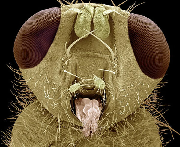 monstros-microscopios_10-mosca-amarela