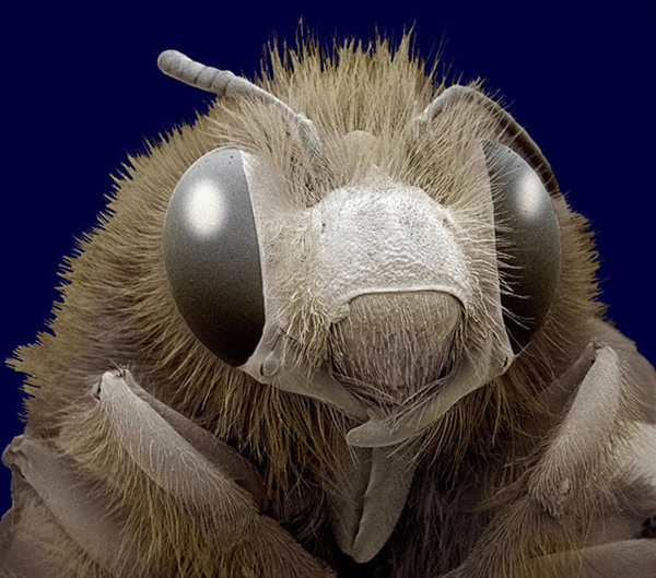 monstros-microscopios_16-abelha