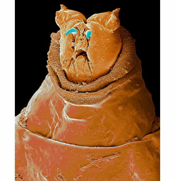 monstros-microscopios_4-cabeca-larva