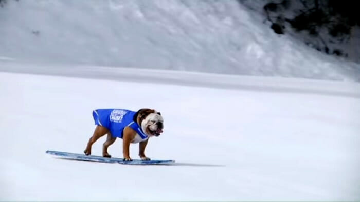 cachorros-praticando-snowboard