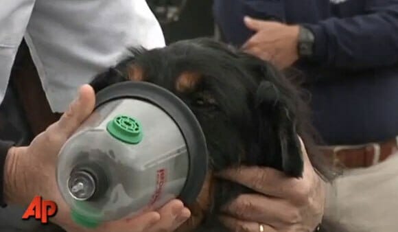 Bombeiros dos EUA serão equipados com máscaras de oxigênio para animais. (com vídeo)