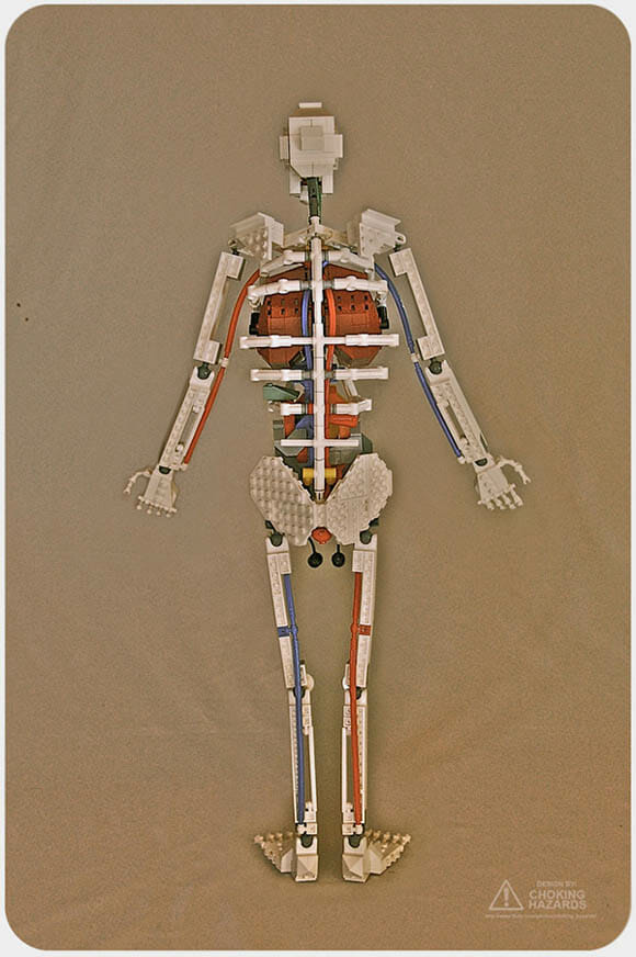 Aprender anatomia humana com um esqueleto humano feito de LEGO é muito mais divertido!