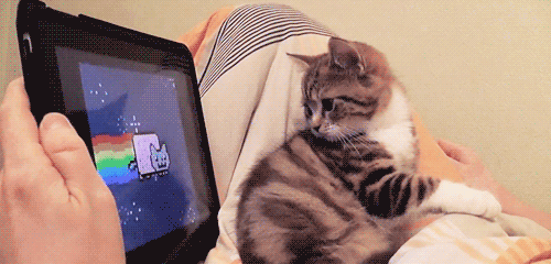 Gif do dia: Cat e Nyan Cat