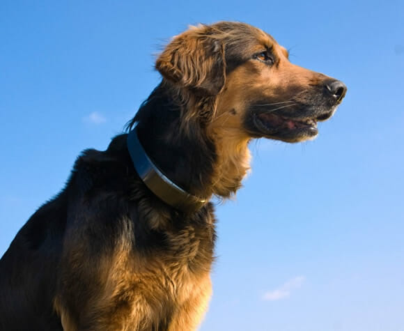 Colar eletrônico permite descobrir onde seu cachorro está via GPS usando seu smartphone