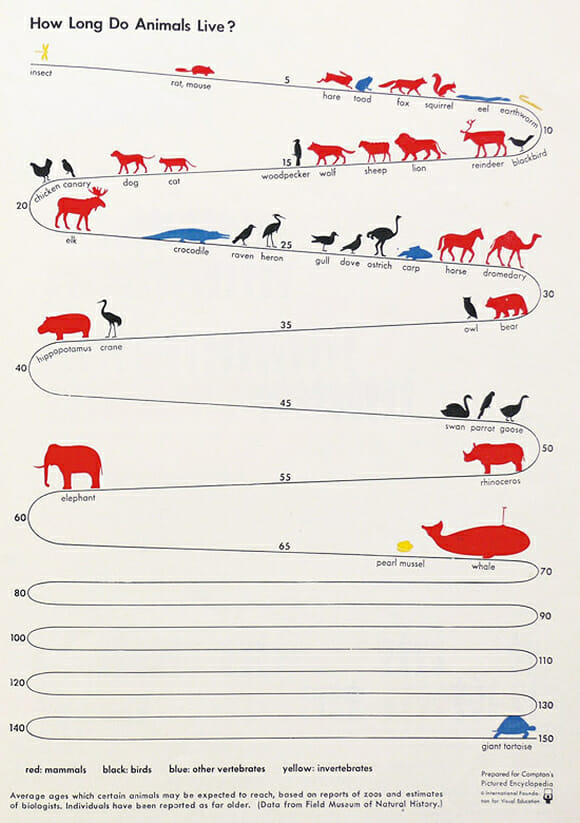 Quanto tempo vivem os animais