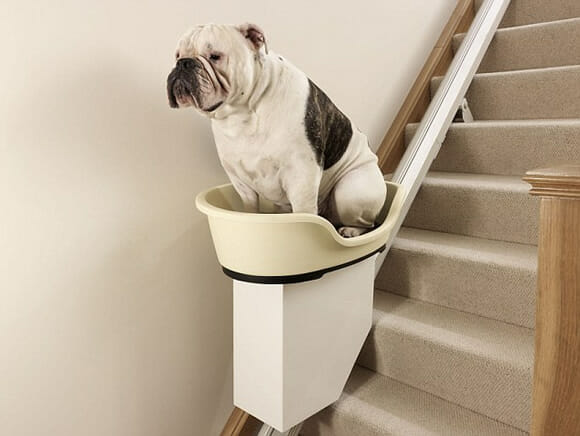 Elevador de escada desenvolvido para facilitar a vida de cães obesos