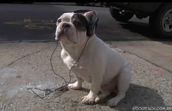VIDEOFUN - Experiência botou a cachorrada para ouvir música com fone de ouvido
