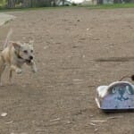 Go-Go Dog de controle remoto foge do seu cachorro enquanto você se diverte (vídeo)