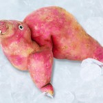 Brincando com a comida - Série de fotos divertida mostra esculturas de alimentos em forma de animais