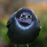 16 imagens de pássaros reais que provam que os "Angry Birds" não existem só nos games