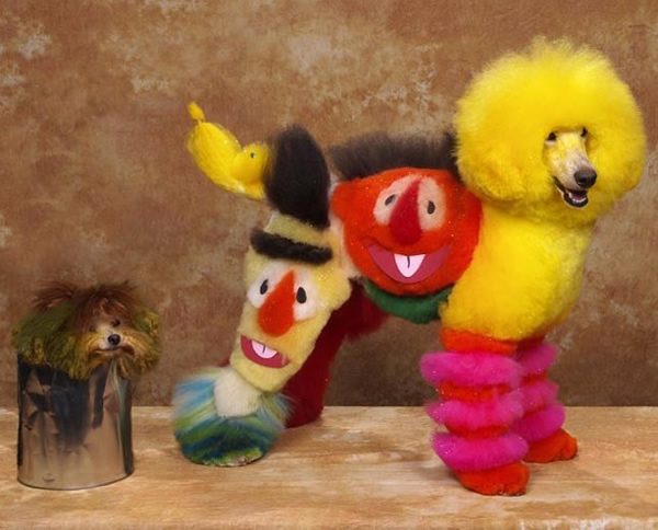 Cães estranhamente tosados e pintados para se parecer com personagens e outros animais