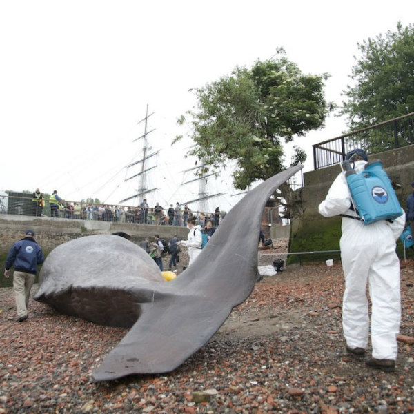 Escultura incrivelmente realista imita perfeitamente uma baleia encalhada