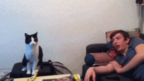 Ctrl C + Ctrl V: 19 cenas de gatos imitando seus donos