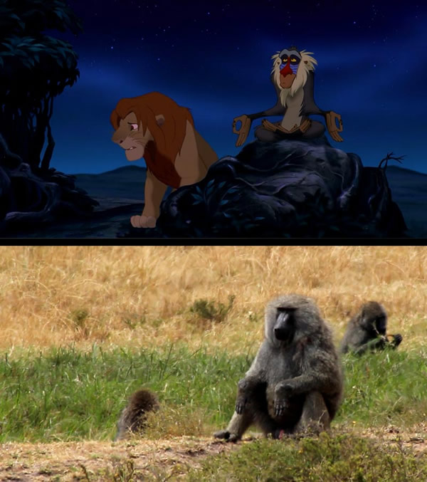 O Rei Leão na vida real: 23 imagens comparam cenas reais com cenas do desenho da Disney