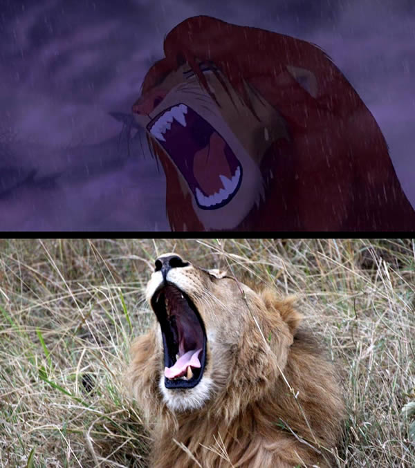 O Rei Leão na vida real: 23 imagens comparam cenas reais com cenas do desenho da Disney