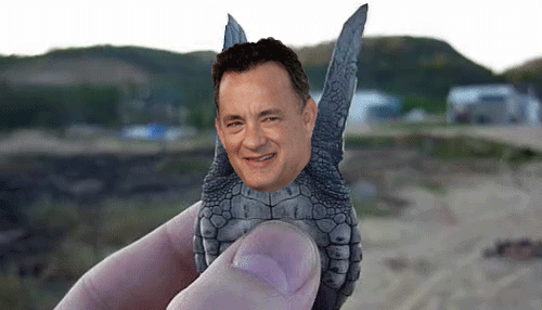 É o bicho! 25 gifs engraçados colocam a cabeça de Tom Hanks em animais