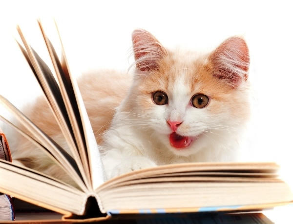 15 tipos de leitores representados por cães e gatos