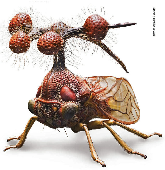 insetos-mais-aterrorizantes-natureza_24