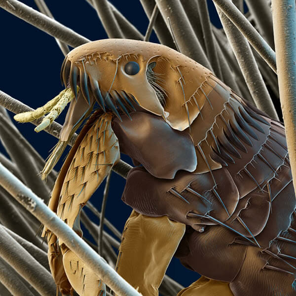 monstros-microscopios_5-pulga