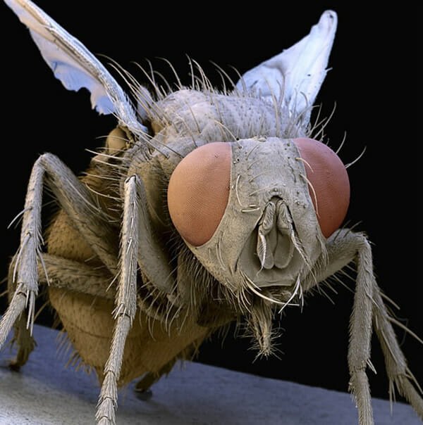 monstros-microscopios_6-mosca-domestica