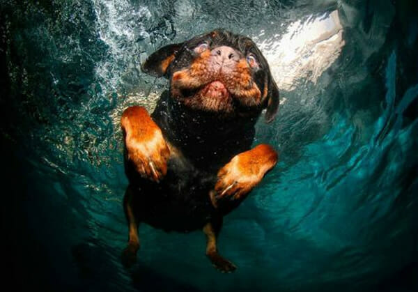 25 Fotos sensacionais de cães debaixo d'água