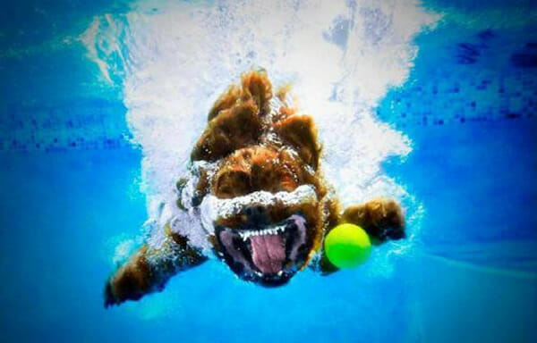 25 Fotos sensacionais de cães debaixo d'água