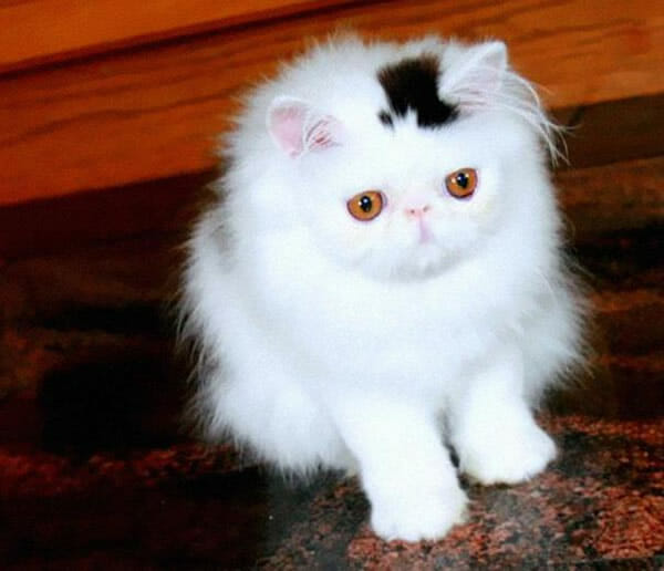 10 Gatos que ficaram famosos na internet graças às marcas engraçadas em seus pelos