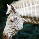 animais-albinos_2-zebra
