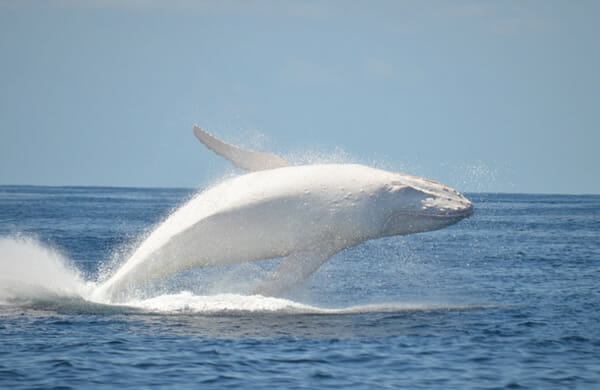 animais-albinos_20-baleia-jubarte