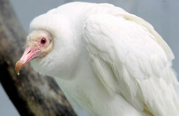 animais-albinos_22-abutre
