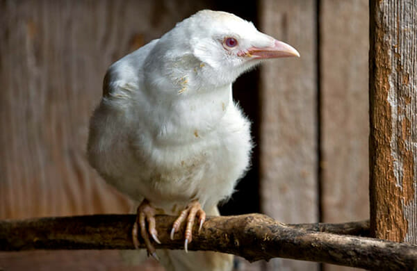 animais-albinos_24-corvo
