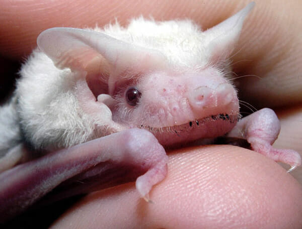 animais-albinos_26-morcego