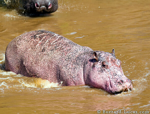 animais-albinos_27-hipopotamo