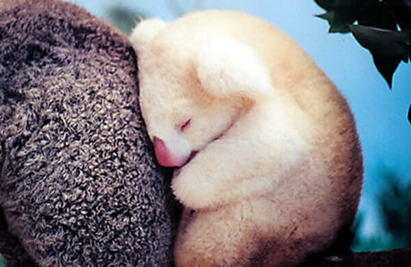 animais-albinos_30-koala