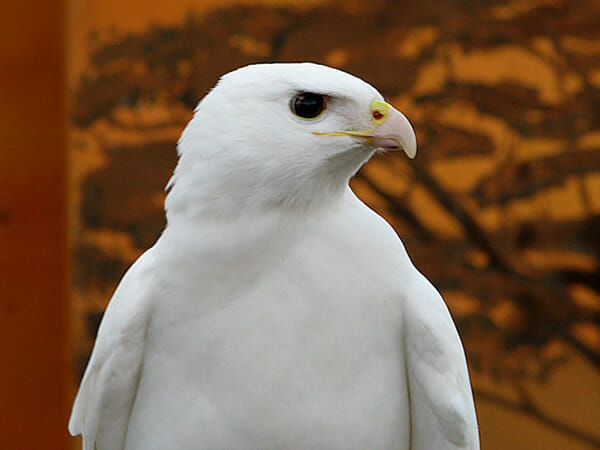 animais-albinos_31-aguia