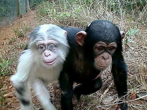 animais-albinos_4-chimpanze