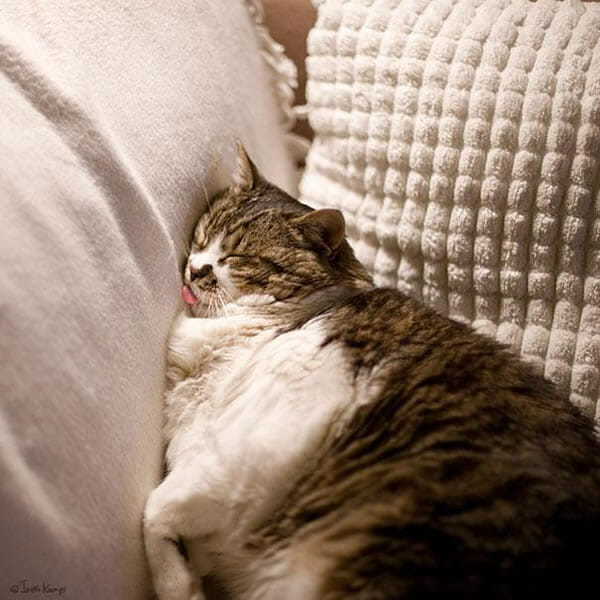 30 Gatos que dominam a arte de dormir