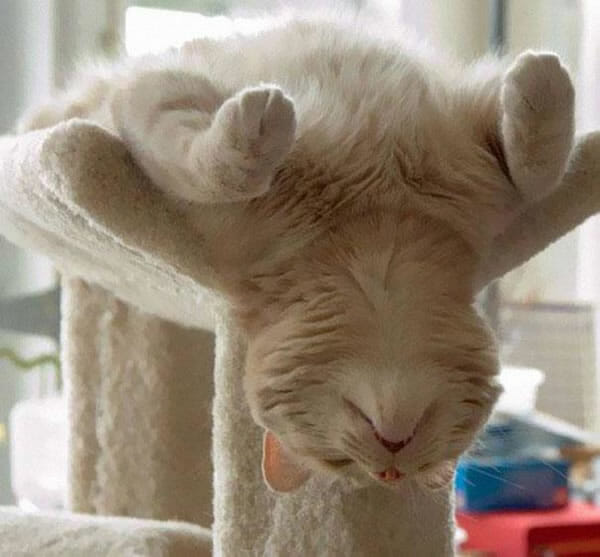 30 Gatos que dominam a arte de dormir