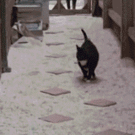 22 Gifs de animais que estão treinando para as Olimpíadas de Inverno