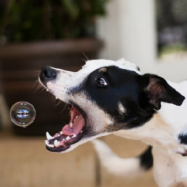 25 Fotos legais de cães pegando objetos