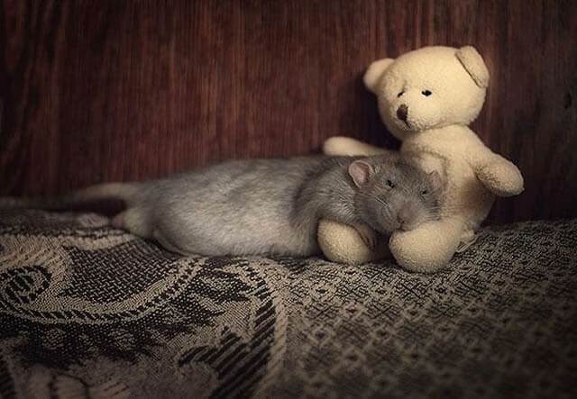 21 Imagens fofas de ratinhos com seus ursos de pelúcia