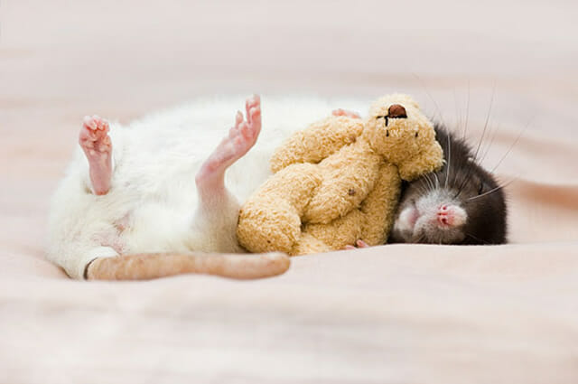 21 Imagens fofas de ratinhos com seus ursos de pelúcia