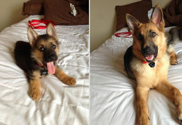 22 Fotos adoráveis mostram o antes e depois de animais