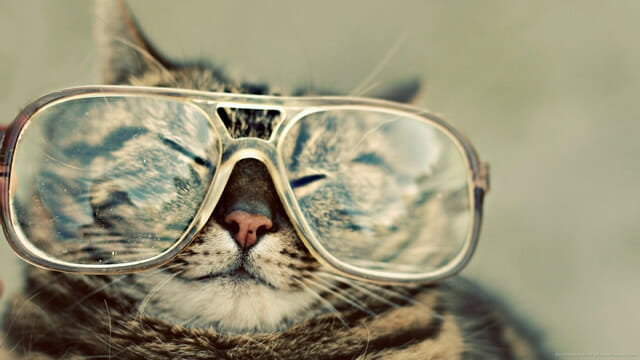 27 Imagens que provam que gatos também podem ser geeks