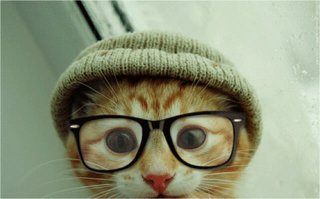 27 Imagens que provam que gatos também podem ser geeks