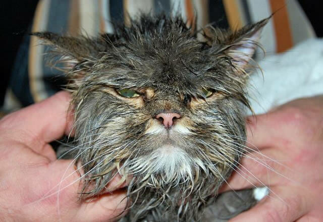 19 Fotos que provam que gatos absolutamente odeiam tomar banho