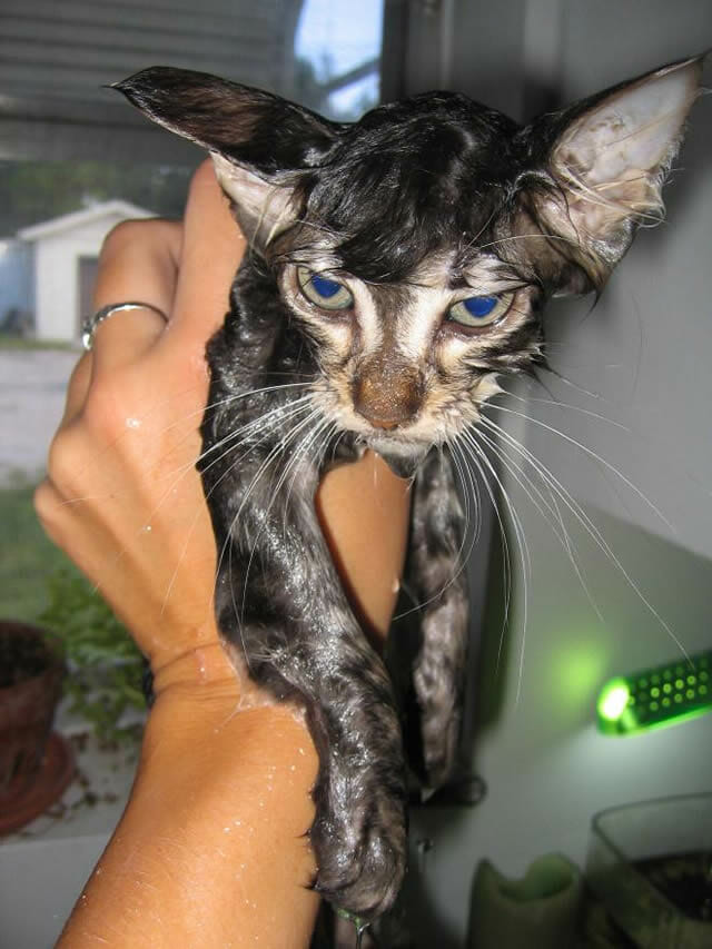 19 Fotos que provam que gatos absolutamente odeiam tomar banho