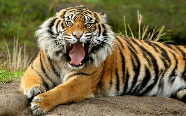 top-animais-mais-matam-humanos_12-tigre