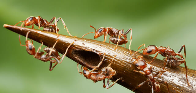 top-animais-mais-matam-humanos_16-formigas