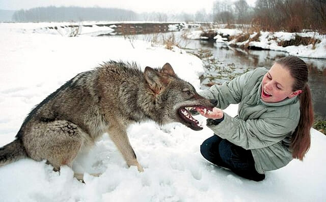 top-animais-mais-matam-humanos_25-lobo